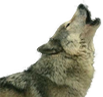 Wolf Spirit Animal